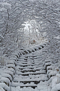 猫♛斯拉·²¼·采集到梦❤守望雪国的那抹白