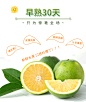 阳光绿橙“冰糖橙”