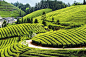 闻  |  2015“中国三十座最美茶园”“中国十佳茶旅路线”名单出炉