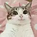 阙无痕