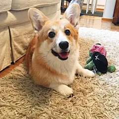 我是不是你的小可爱 ins：corgililo_ ​​​​