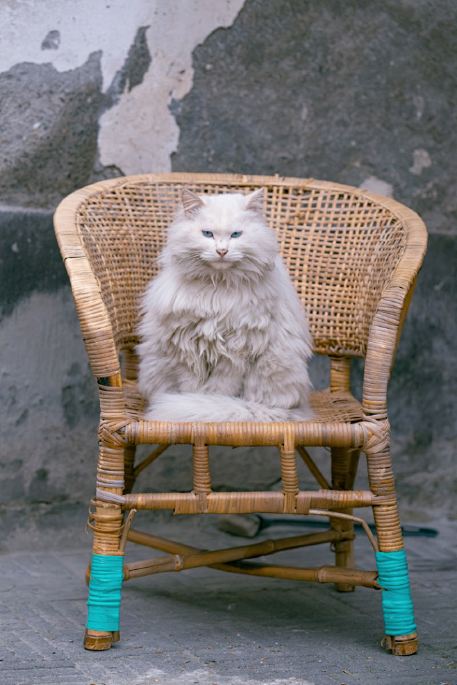 看这眼神和姿态，感觉椅子就是专门为猫猫定...
