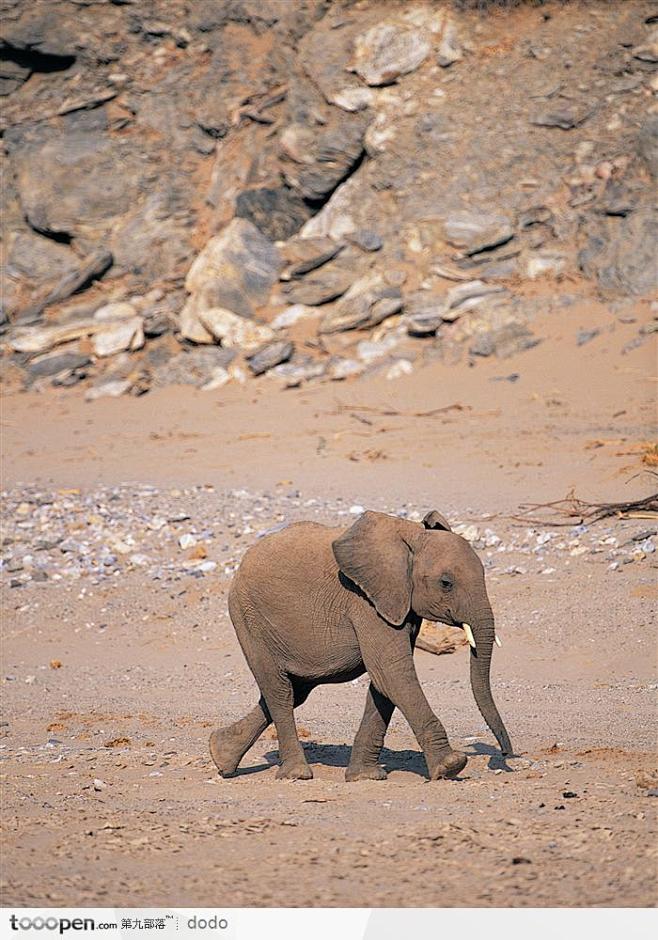 非洲野生大象孤单的小象