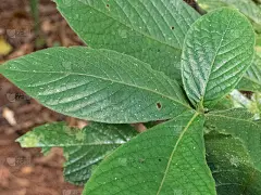 毛栀子(白术)叶