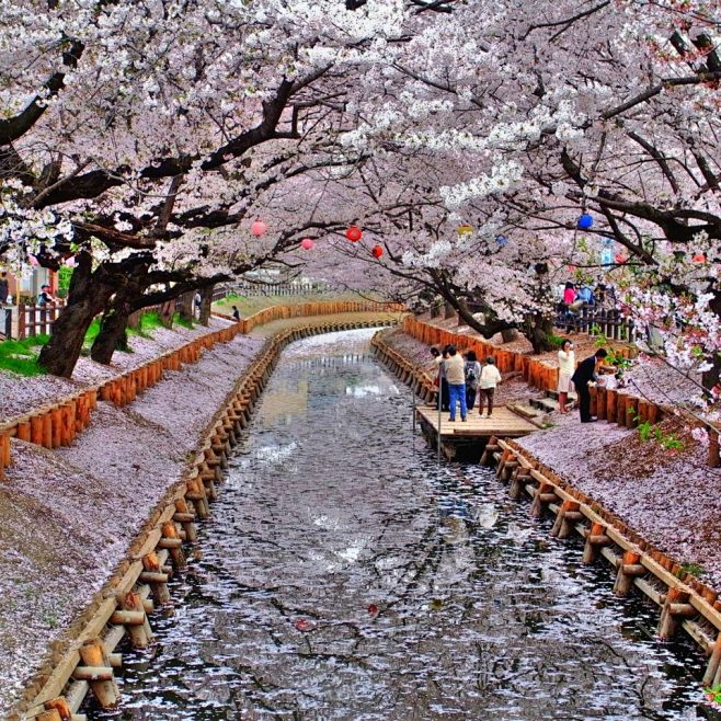樱花。日本