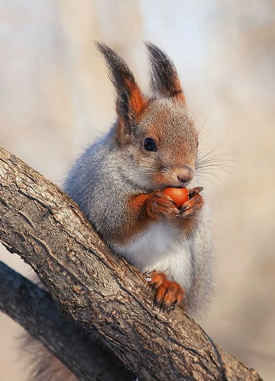 Pinterest