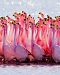 Pink flamingos.