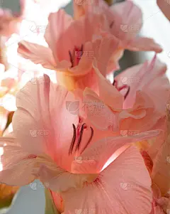 粉红色剑兰靠近。情人节贺卡，母亲节贺卡。