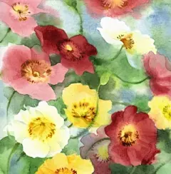 水彩--虞美人 - 高清图片，堆糖，美图壁纸兴趣社区