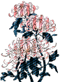 菊素材 [16]