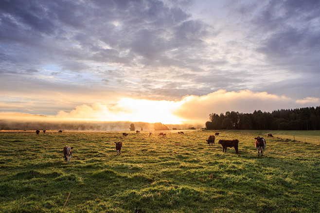 Cows by Erik Nygren ...