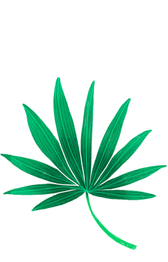 野21采集到植物