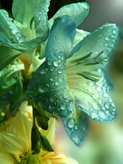 眠再树上采集到草木花语