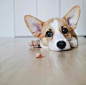 以后要养一只可爱的小短腿  ins：crumpet.thecorgi