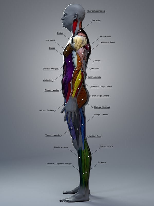 Anatomy for 3D Artis...