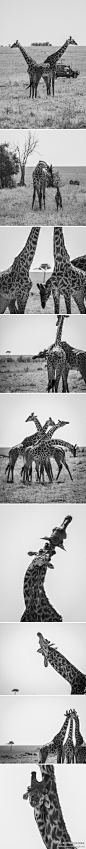  

中国摄影师联盟：#联盟推荐#【肯尼亚 · 长颈鹿之恋】摄影师： jeff摄影与古典音乐（上海）
