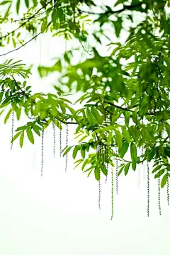 【手机壁纸】六月，自选吧。「摄于南京」