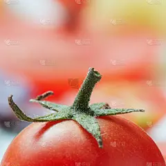 西红柿,绿色,飞机尾翅,素食,绘画插图,湿,夏天,特写,开胃酱,想法