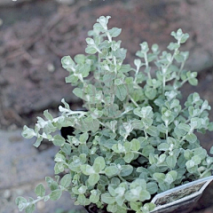 小飞废采集到银色系植物