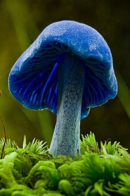 A blue mushroom from...