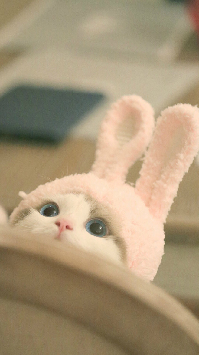 可爱猫咪手机壁纸