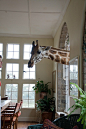 The inside of Giraffe Manor, in Nairobi! The giraffes love to stick their heads in. #萌# #野生动物#