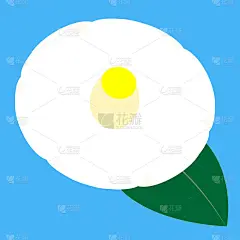 白色的山茶花与一个绿色的叶子在天蓝色的背景插图