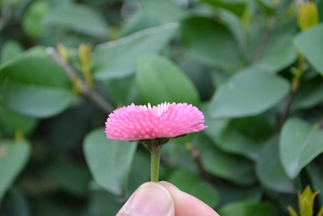 采一朵花予你