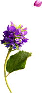 补骨脂花 (1)