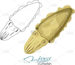 草图,分离着色,鱿鱼,海产,海洋生命,触须,清新,野生动物,直的,食品