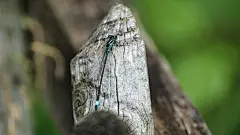 昆虫蜻蜓高清素材