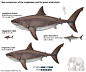 图注：巨齿鲨最新的体型推测，图片来自网络