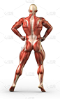 人类肌肉,男性,背面视角,注视镜头,垂直画幅,白色背景,收肌,人,健康保健
