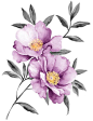 Purple peony watercolor vector: 