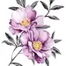 Purple peony watercolor vector: 