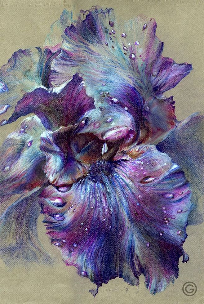 " Iris " (color penc...