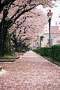 street of cherry - must b dc n spring - what a beautiful showoff - if u go, go when cherry trees r n bloom! / Cherry Tree: ATTRACTS: Downy Woodpeckers.  "Sweet" - best! Place a birdbath nearby, Robins love to wash the cherries before eating. NEV