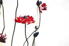 图片 绘 绘画 作画 花 红色的 红色花 海葵 自然 开花了