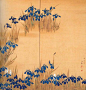 Sakai Hoitsu - Irises