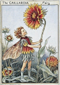 英国著名女插画家 Cicely Mary Barker(1895年6月28日－1973年2月16日) 的花之精灵，她笔下的花仙让无数人为之倾倒