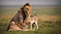 African lions in Masai Mara National Reserve, Kenya.