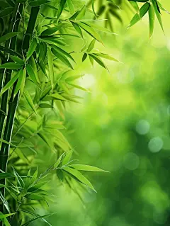 早安|春竹一片，春天绿色养眼的好看壁纸 - 小红书