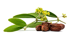盐不闲＂采集到植萃