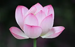 好看的荷花唯美高清桌面壁纸图片