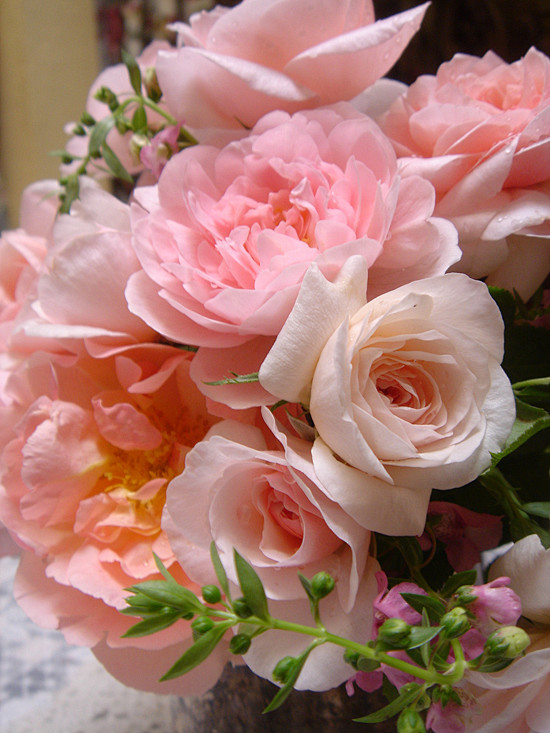 #微距# #鲜花# #玫瑰#
