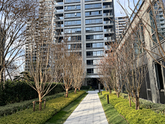 shookychan采集到07中轴阵列行道树景观