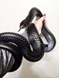Typhon by Julian Rossi     Via Flickr:  Eastern indigo snake