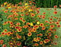 Gaillardia pulchella 天人菊