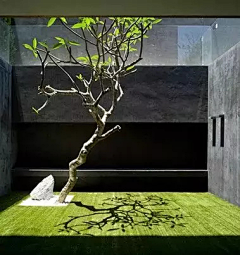 彗心呀采集到植物—孤植