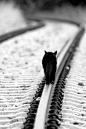 Cat on Tracks